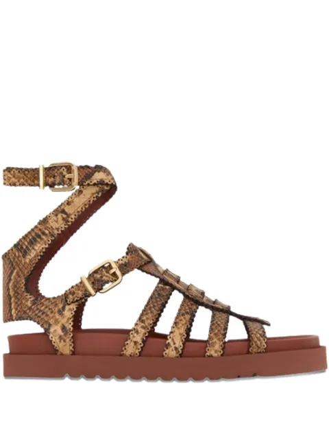 ZIMMERMANN Goldie Gladiator buckle sandals Brown 5508FF25A1